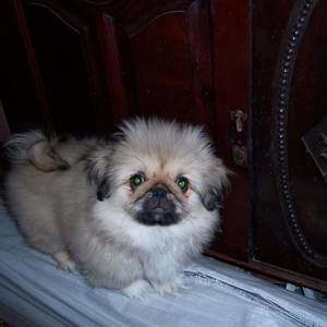 Meet your Posher, A.j.